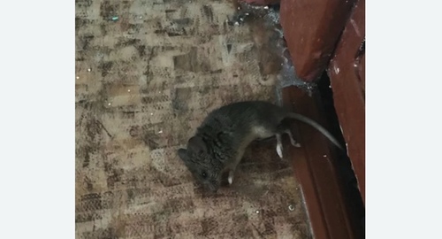 Дезинфекция от мышей в Кургане