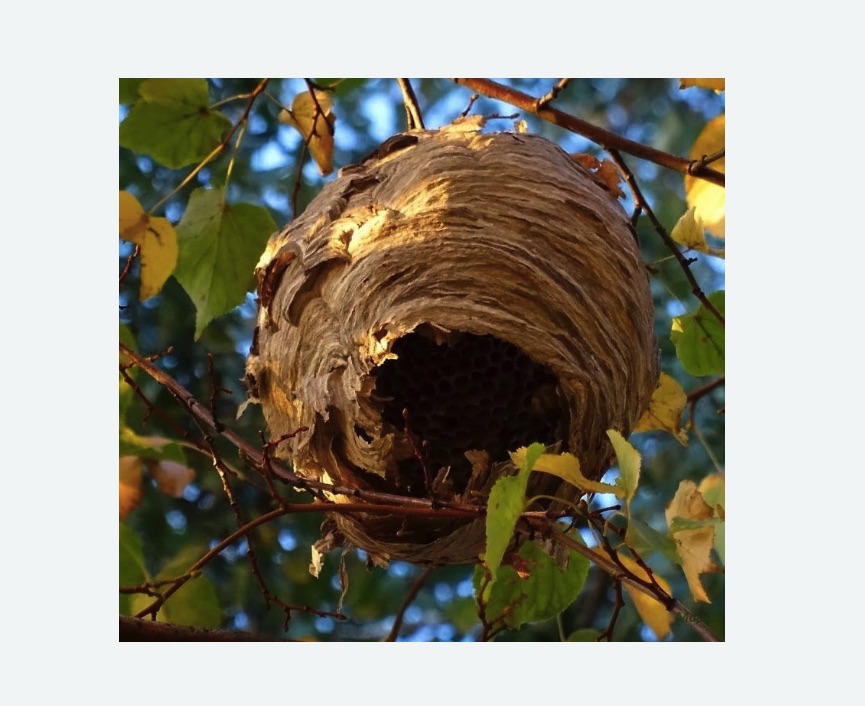 Обработка от шершней в Кургане