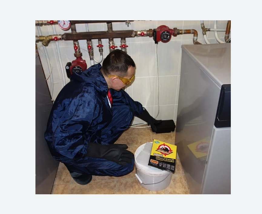 Уничтожение крыс в Кургане